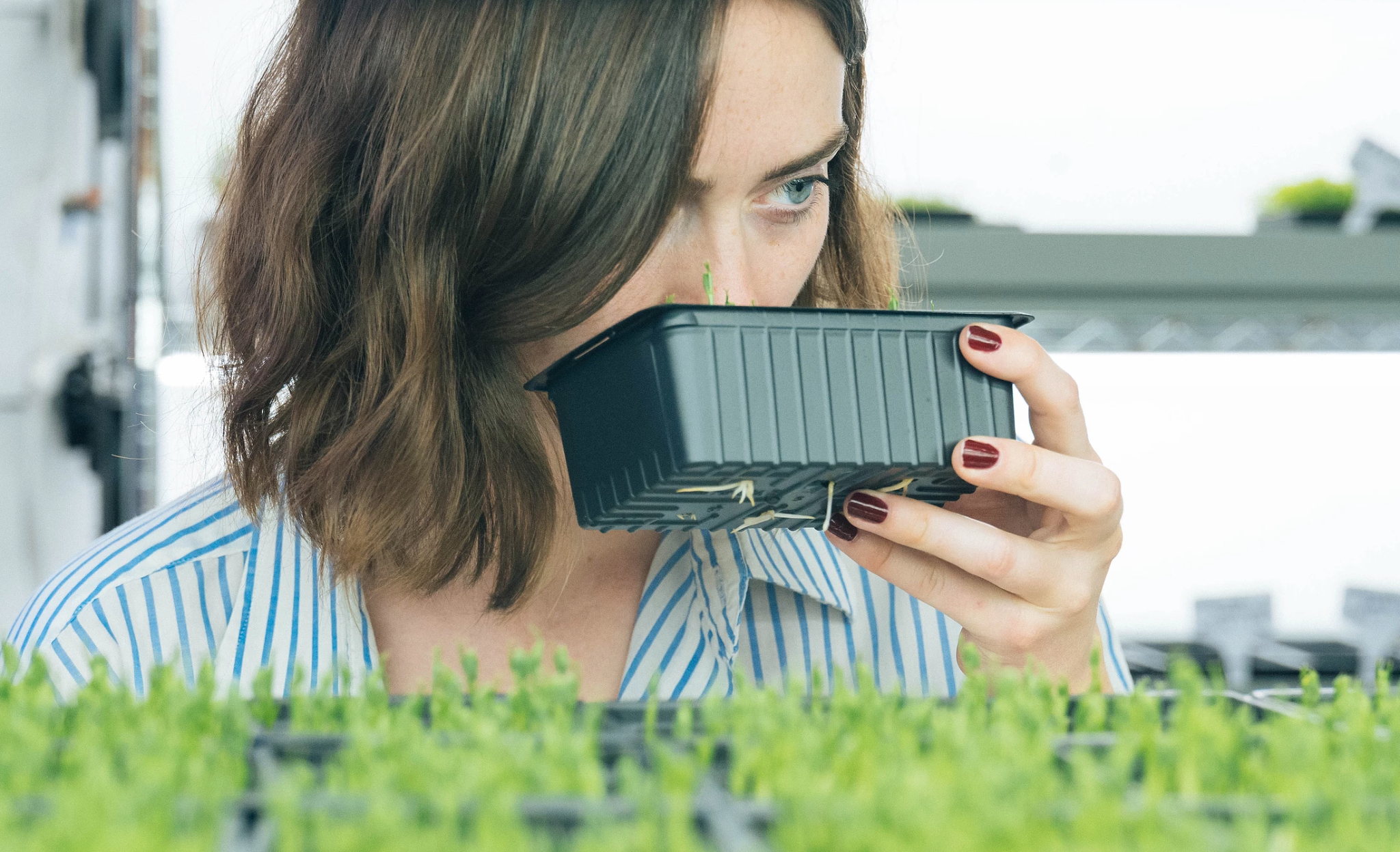 Superette, le potager urbain